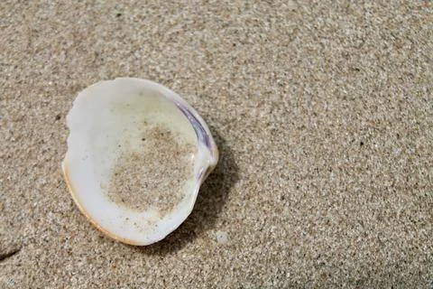 Static Macro Close-Up Shot of Smooth Clam Shell Resting on Beach Sand Stock Photos