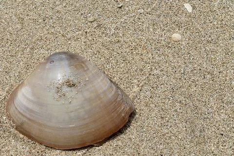 Static Macro Close-Up Shot of Smooth Clam Shell Resting on Beach Sand Stock Photos