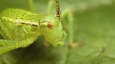 Static macro close-up of the speckled bush-cricket (Leptophyes punctatissima) Stock Footage 325847025