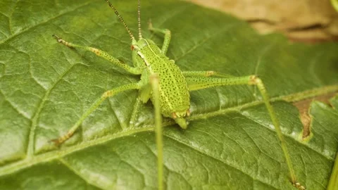 Static macro close-up of the speckled bush-cricket (Leptophyes punctatissima) Stock Footage 325847036