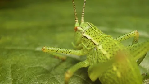 Static macro close-up of the speckled bush-cricket (Leptophyes punctatissima) Stock Footage 325847067