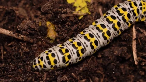 Static macro, colorful caterpillar moth crawling on earth soil Stock Footage 159598641