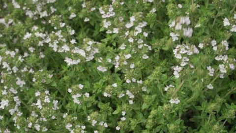 Static macro shot of delicate blooming white thyme flowers Stock Footage 337779544
