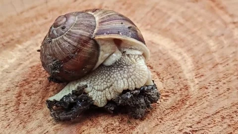 Static macro shot of garden snail crawling on a wooden surface. Stock Footage 340492717