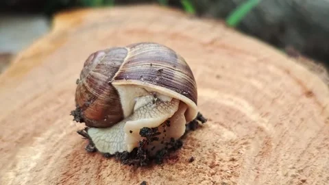 Static macro shot of garden snail carrying soil on wooden stump. Stock Footage 340493503