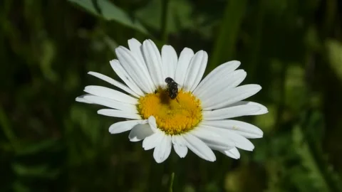 Static macro shot of insect crawling on white daisy flower Stock Footage 336610047