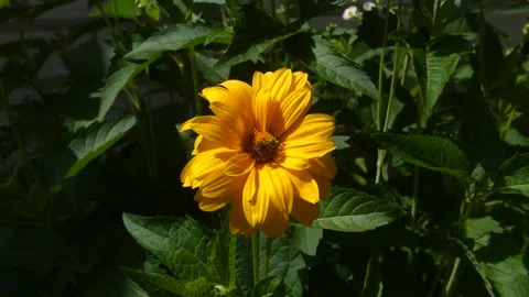 Static macro shot of small bee pollinating vibrant yellow flower video Stock-Footage 337224284