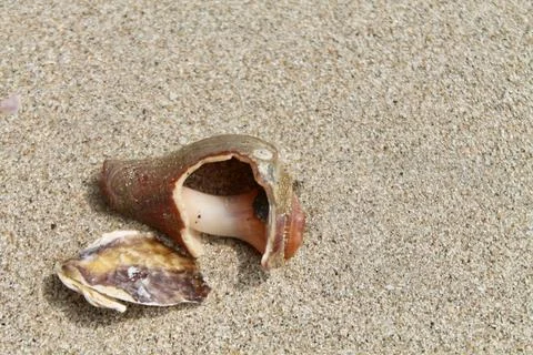 Static Macro Top-Down Shot of Sea Snail Shell Resting on Beach Sand Stock Photos