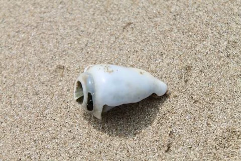 Static Macro Top-Down Shot of Sea Snail Shell Resting on Beach Sand Stock Photos