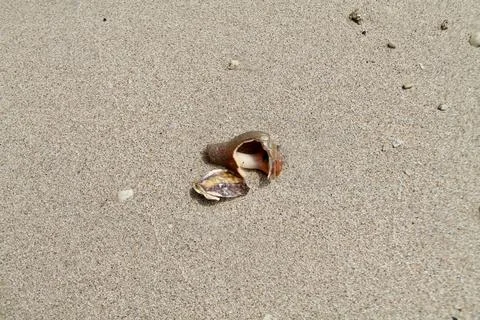 Static Macro Top-Down Shot of Sea Snail Shell Resting on Beach Sand Stock Photos