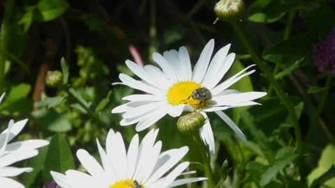 Static macro video of beetle on daisy flower in outdoor field Stock-Footage 336236966