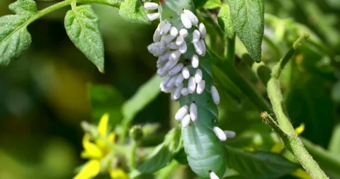 Static macro video of Braconid Wasp Eggs on tomato hornworm Vidéo 313339587