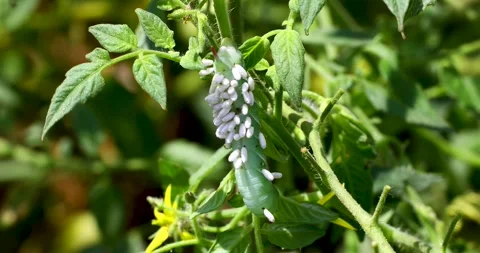 Static macro video of Braconid Wasp Eggs on tomato hornworm Vidéo 313465581