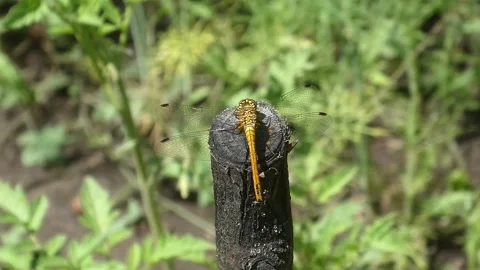 Static macro video of a dragonfly resting on a wooden stick outdoors Stock Footage 340878912