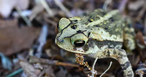 Static macro video of Gulf Coast Toad Incilius valliceps.  Camera view is Stock Footage 199281865
