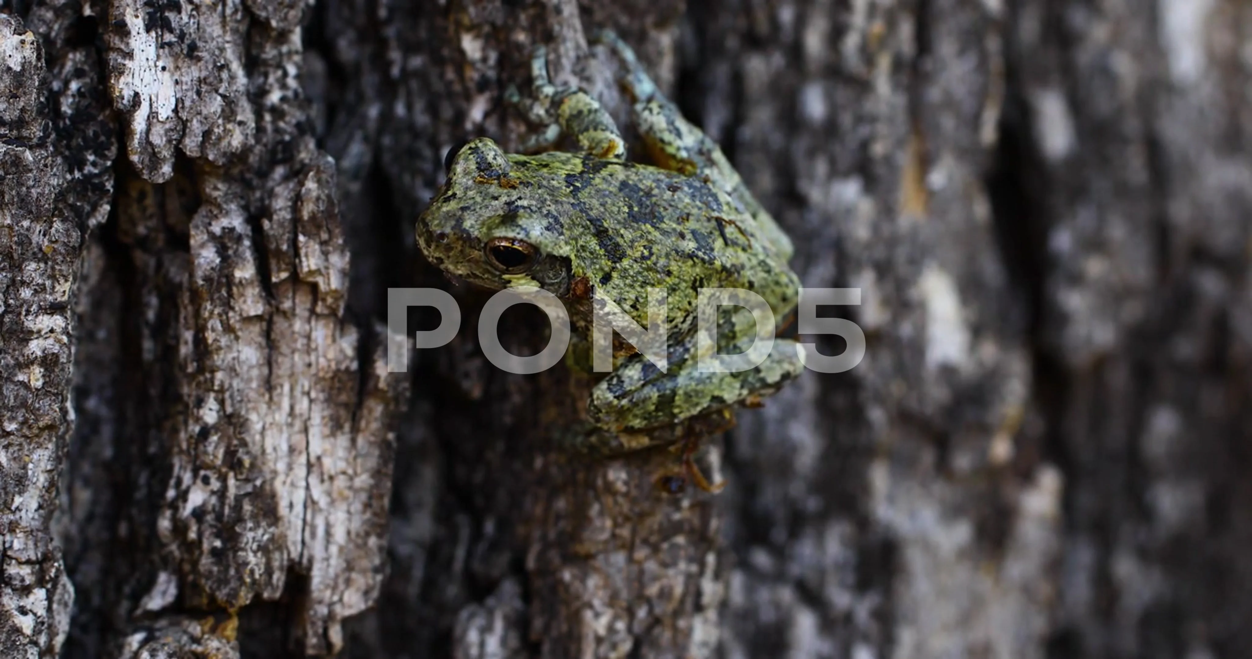 Juvenile Green Frog