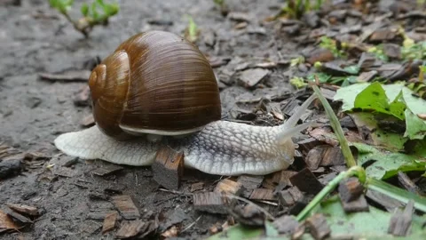 Static macro video of snail crawling past green leaves on soil ground Stock Footage 340255413