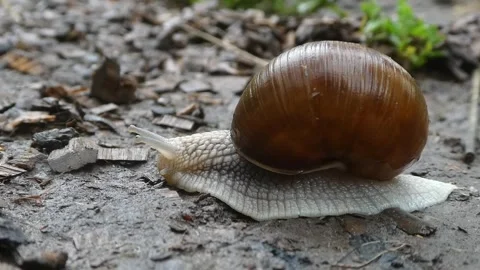 Static macro video of snail crawling slowly on wet soil ground Stock Footage 340255416