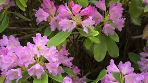 Static Macro Video of Soft Pink Azalea Blossoms Surrounded by Insects Stock Footage 335234462