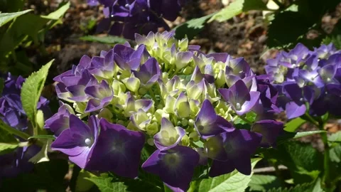 Static macro video of vibrant purple hydrangea flower blooming in garden Stock-Footage 338326546