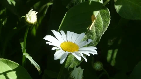 Static macro video of white chamomile flower with insect in outdoor garden Видео 335803334