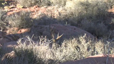 Static Medium Close Shot of Bedded Buck's Antlers Turning Stock Footage 49699022