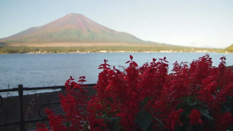 Static medium shot of red flowers with Mount Fuji and Lake Yamanaka in Japan Stock Footage 321138078