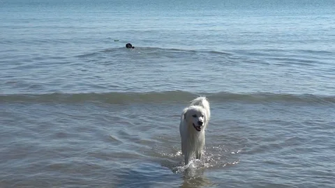STATIC MEDIUM SHOT OF TWO DOGS, ONE COMING IN AND ONE SWIMMING OUT Stock Footage 106140808