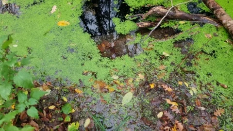 Static mossy swamp surface with green algae and submerged tree roots Stock Footage 321650874