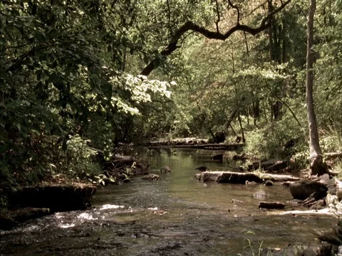 Static MS of bubbling stream running through green leafy forest. Stock Footage 86750819