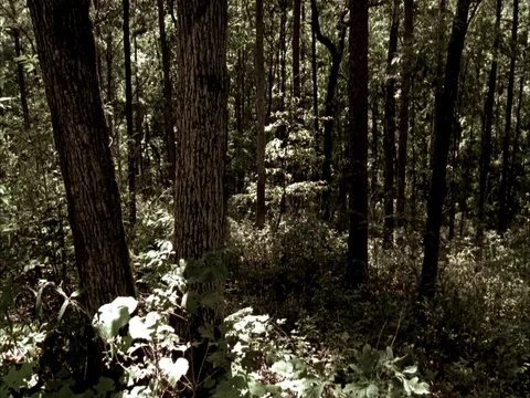 Static MS shot of leafy trees in forest. Stock Footage 86750840