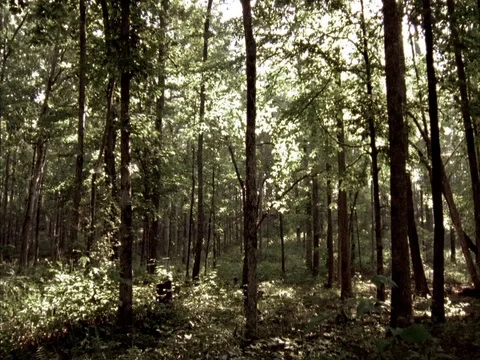 Static MS shot of young leafy trees in forest. Stock Footage 86750804