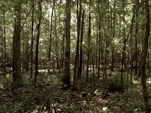 Static MS shot of young leafy trees in forest. Video stock 86750809