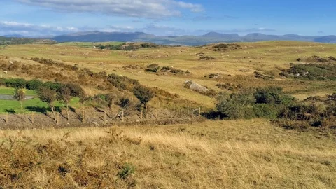 Static, no move. Panorama of dry grass fields, sheep and sea in Wales Stock Footage 94240860