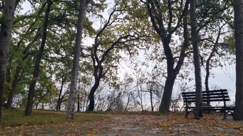 Static park bench view under trees in morning sunlight Stock Footage 320335441