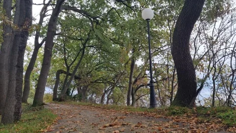 Static park view with trees and street lamp in sunlight Stock Footage 320335443