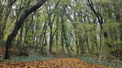 Static peaceful view of dense green forest trees in daylight Stock Footage 321551783