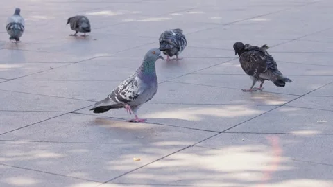Static pigeon looking around with fellow pigeons in town, Marseille, France Stock Footage 289624302