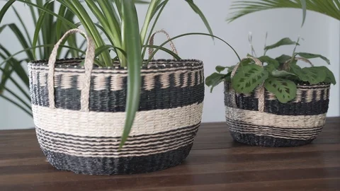 Static plants in baskets close up Stock Footage 103852317