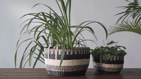 Static Plants in baskets in the wind Video stock 103852930