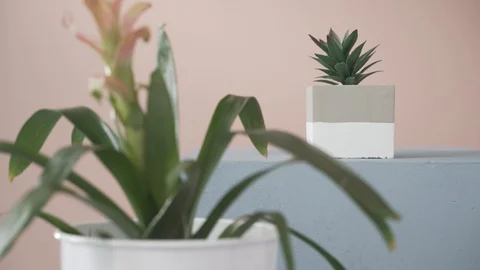 Static plants in pots staggered depth of feild Video stock 103852461