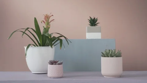 Static plants in pots staggered Video stock 103852929