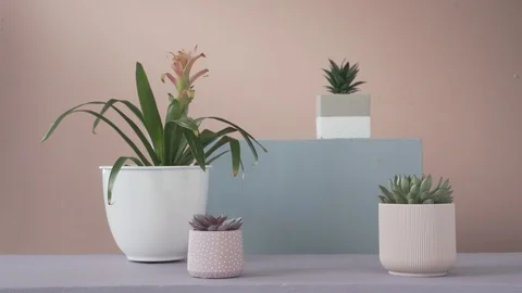 Static plants in pots staggered in the wind Stock Footage 103852880