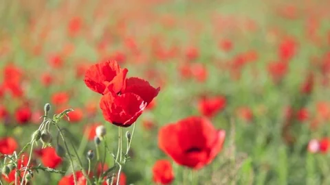 Static poppy Stock Footage 79011373