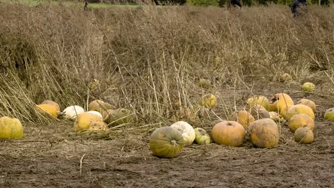 Static pumpkins on a field Stock Footage 142259509