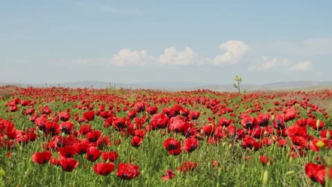 Static real time view of endless poppy field in full bloom, forming a vibra.. Vidéo 328874680
