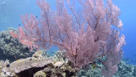 Static Red Sea Fan and Snapper Stock Footage 76567947