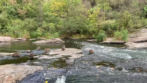 Static river scene with ducks on rocks and drinking water Stock Footage 317111730