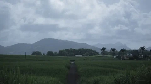 Static of road in between sugar cane fields Stock Footage 64596396