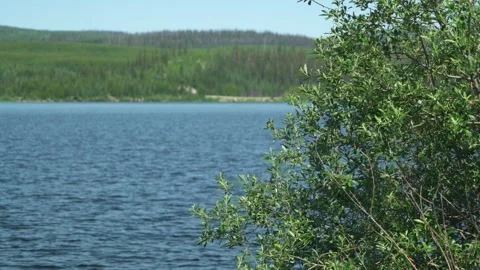 Static Romantic Lake View with Bush and Forest Background Stock Footage 311514134